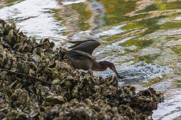 Primer plano de una garcita verde (Butorides virescens) pescando.