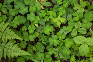 Green leaves of shamrock and different plants in forest close up. Natural beautiful green background, texture, pattern