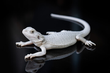 bearded dragon on ground with black background