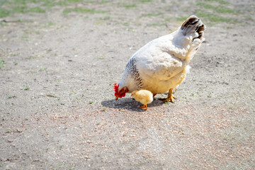 Hen and chickens pecking spilled grain. Poultry. Raising offspring. Agriculture. - obrazy, fototapety, plakaty