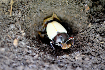 脱皮した直後の羽が白いカブト虫