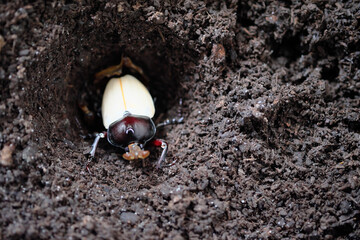土の中で脱皮したカブトムシのオス