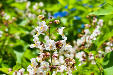 Indian bean tree against blue sky. Flowers, branches and leaves of tree in park. Blooming white flowers of Catalpa bignonioides in spring. Cigartree.