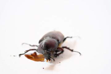 角に皮が残るカブトムシのオス、白背景