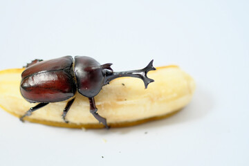 バナナを食べるカブトムシのオス
