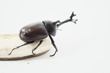 バナナの上にいるかっこいいカブトムシ
