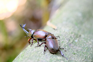カブトムシのオスに寄り添うメス