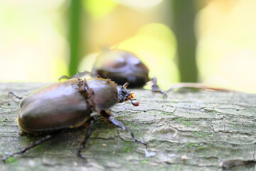 木にとまるかわいいカブトムシの雌
