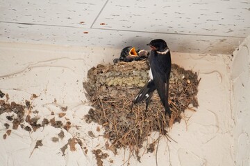 壁に作った巣で雛に餌をあげる燕