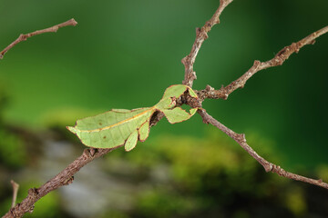Leaf insect (Phyllium westwoodii), Green leaf insect or Walking leaves are camouflaged to take on the appearance of leaves, rare and protected. Selective focus with blurred green background