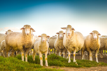 Naklejka premium Cute Merino sheep in a farm pasture land in South Africa