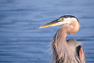 A close portrait of great blue heron
