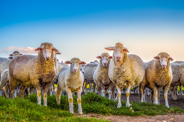 Cute Merino sheep ready to be slaughtered for meat during Eid ul Adha