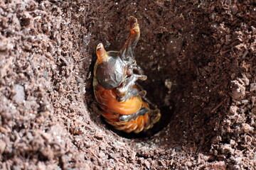 羽化直前のしわのあるカブトムシのサナギ
