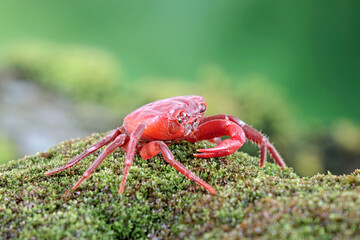 Red land crab (Phricotelphusa limula)(Male), One of world most beautiful fresh water crabs, It’s native only in Phuket island, Thailand. It’s also known as Red ant crabs or waterfalls crab.Very rare