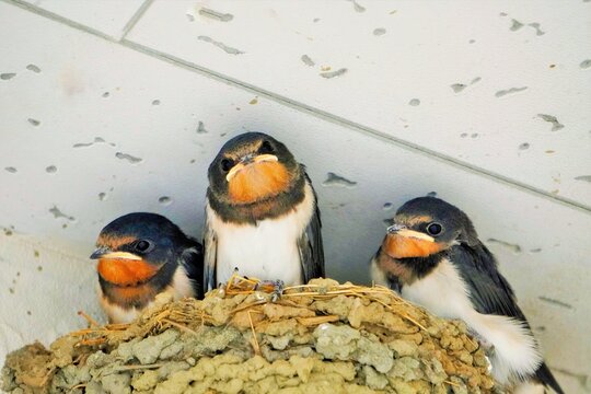巣の中からこちらを見るツバメの雛鳥