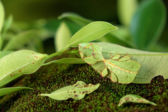 Leaf insect (Phyllium westwoodii), Green leaf insect or Walking leaves are camouflaged to take on the appearance of leaves, rare and protected. Selective focus with blurred green background