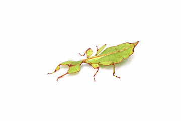 Leaf insect (Phyllium westwoodii) isolated on white background. Green leaf insect or Walking...