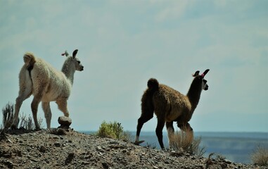 llamas