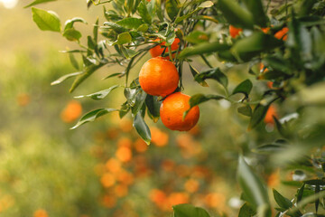 Closeup of ripe mandarin oranges with green leaves hanging on the branch in morning light.