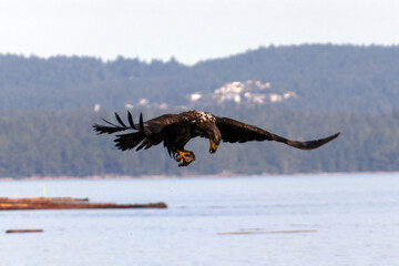 Eagle Flying and Catching Fish on Vancouver Island in Nanaimo, British Columbia, Canada at Cable...