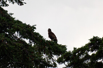Juvenile Bald Eagle in a Tree on Vancouver Island in Nanaimo, British Columbia, Canada at Neck Point Park.
