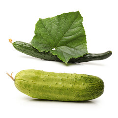 cucumber with leaves
