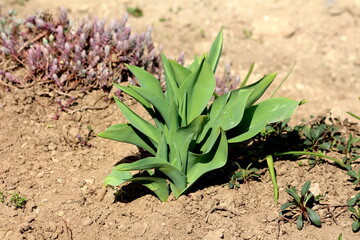 Densely planted tulip flowers with fresh light green leaves growing in local urban garden next to other flowers and plants surrounded with dry soil on warm sunny spring day