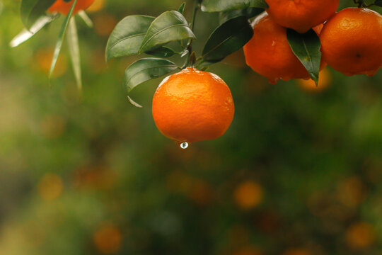 Closeup of ripe mandarin oranges with green leaves hanging on the branch in morning light.