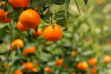 Closeup of ripe mandarin oranges with green leaves hanging on the branch in morning light.