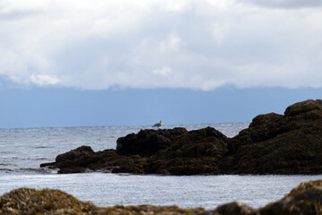 Fototapeta na wymiar Sea Gull on Rocks at Neck Point Park on Vancouver Island in Nanaimo, British Columbia, Canada.