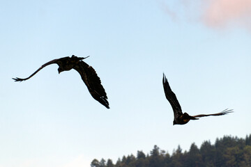 Two Eagles Flying in the Sky on Vancouver Island in Nanaimo, British Columbia, Canada at Neck Point Park.