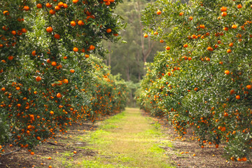 Ripe and fresh Mandarin oranges garden, orange orchard.