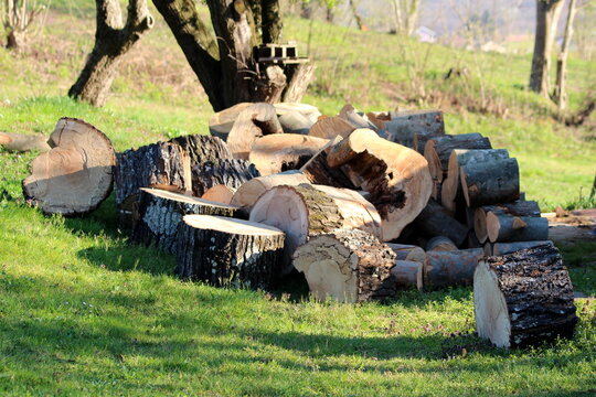 Pile Of Large Chopped Down Tree Parts Left On Uncut Grass In Suburban Family House Backyard For Additional Cutting To Be Used As Firewood On Warm Sunny Spring Day