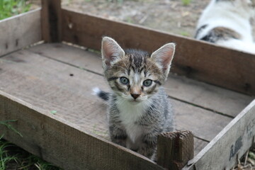 Kitten in a wooden box