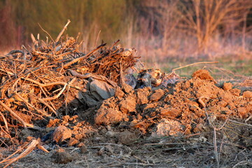 Pile of tree branches and tree roots mixed with tree stumps and dry soil left at local construction site at sunset with dense trees in background on warm sunny spring day