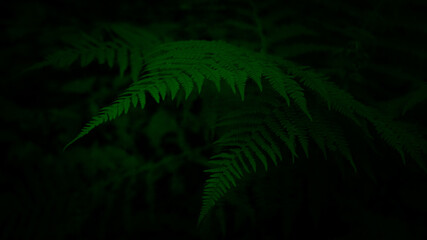 Bright green ferns in the rainforest