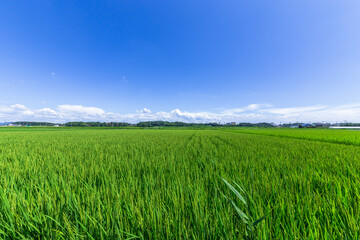 真夏の青空と、田舎の一本道