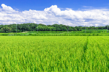 真夏の青空と、田舎の一本道