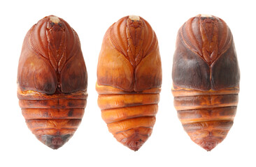 chrysalis silkworm ,silk worm cocoon on white background 