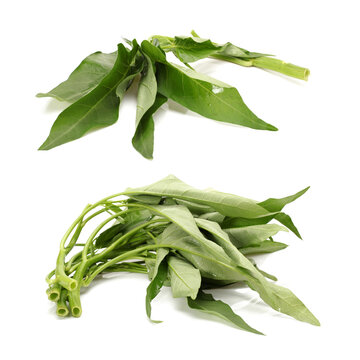 Water spinach isolated on white background