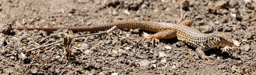 California Whiptail Lizard, Adult. Santa Clara County, California, USA.