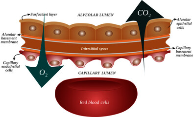 Structure and diffusion of respiratory gases through the Alveolar-Capillary membrane (or blood-air barrier)