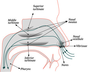 Air flow in the human nose – Formation of turbulence in the nasal airflow in humans