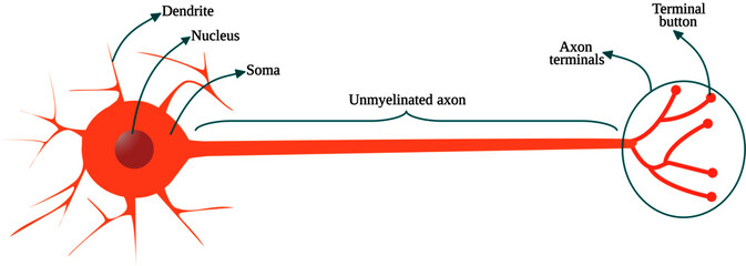 Multipolar neuron with unmyelinated axon