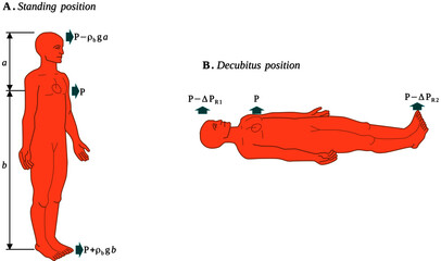 Effect of gravity on arterial pressures in upright and supine positions