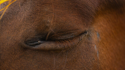 Closeup of the closed eye of a brown horse