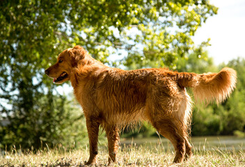 perro bonito en el rio