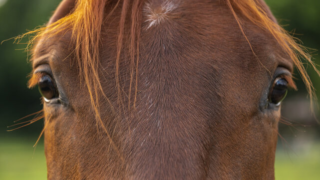Closeup of the eyes of a brown horse looking at the camera