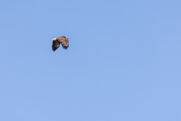 Fototapeta na wymiar american bald eagle soaring high above the tree tops